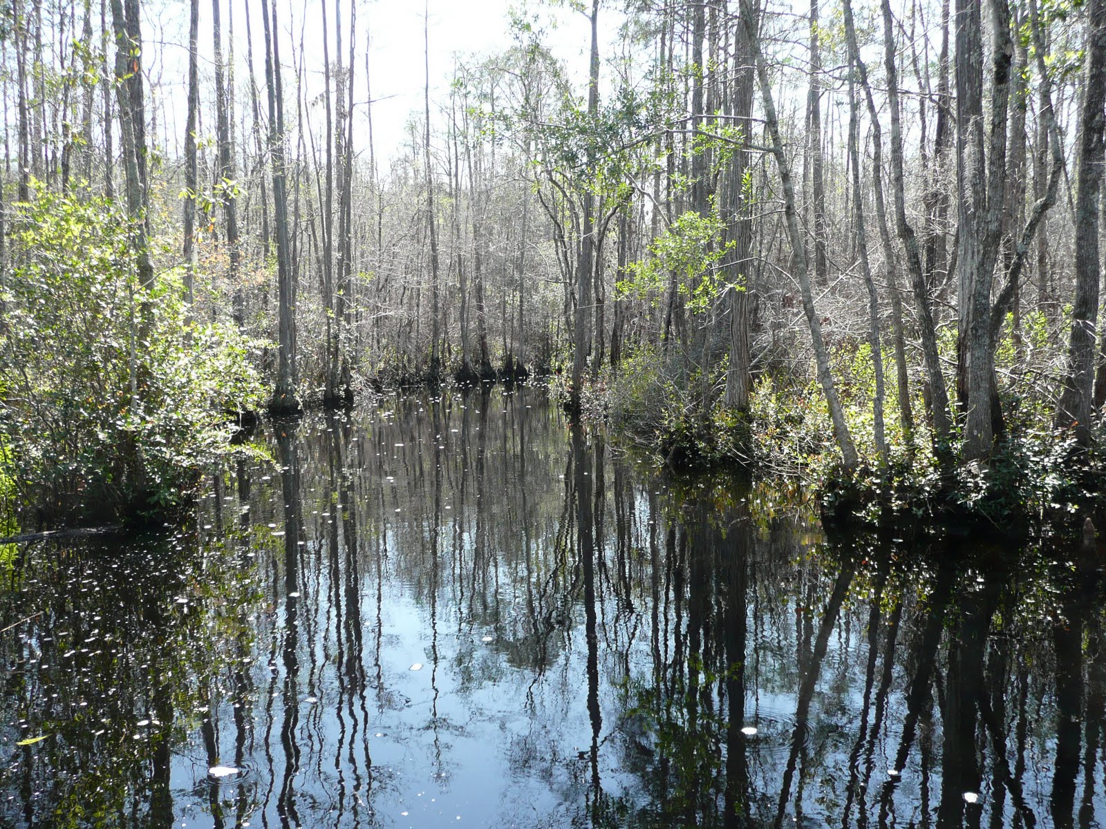 Mannek Photography: The Sites: Okefenokee Swamp