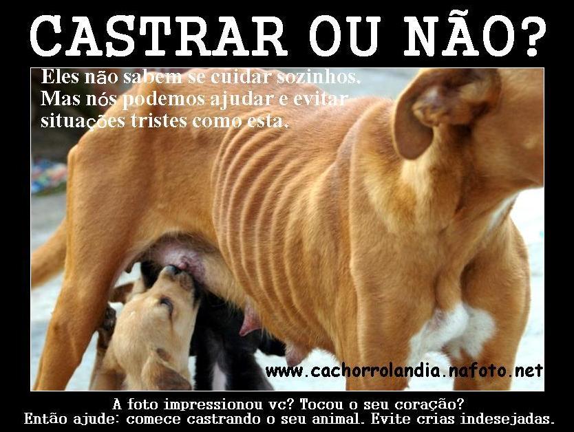[castrar-ou-nao.jpg]