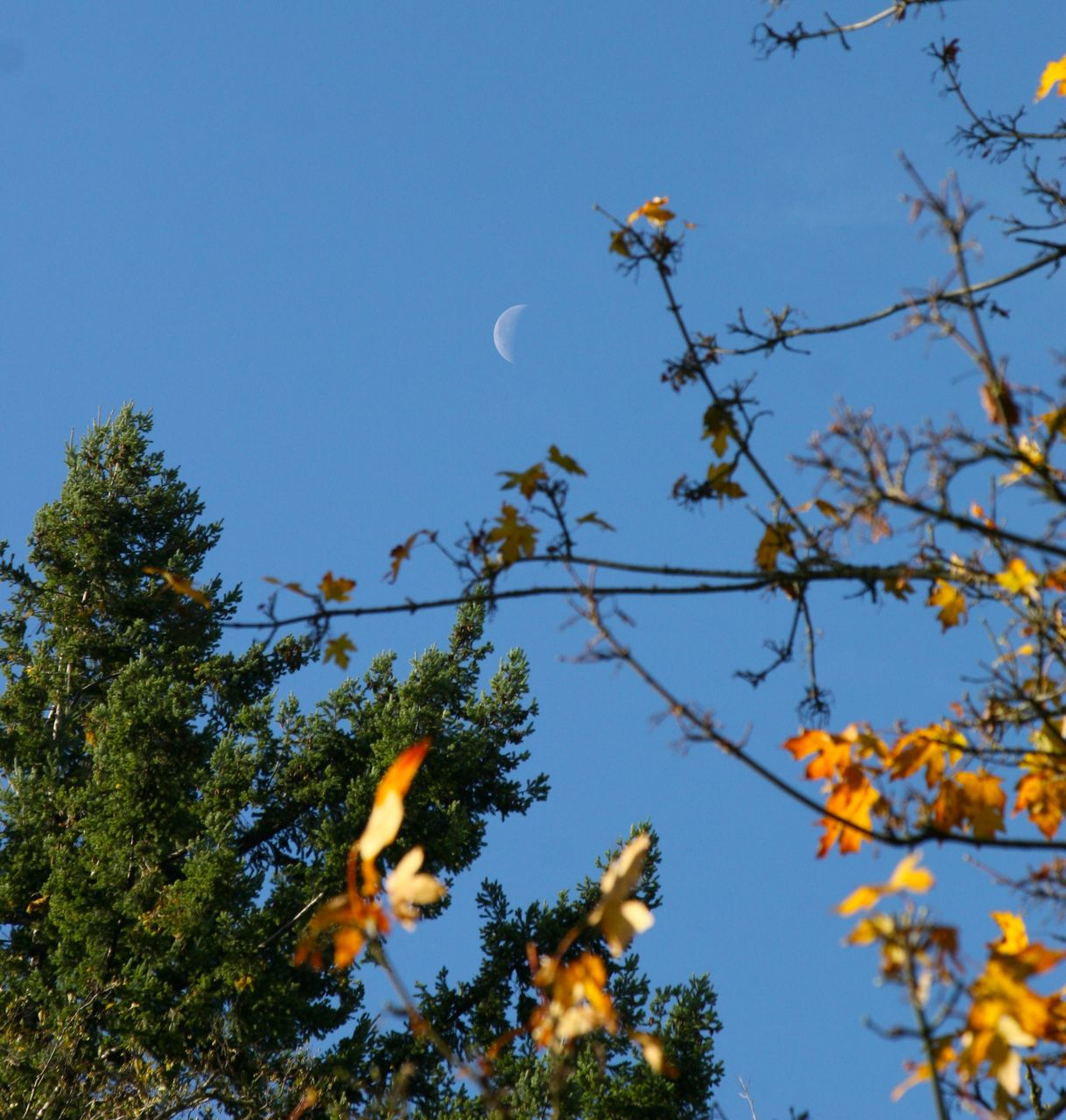 Moon.jpg