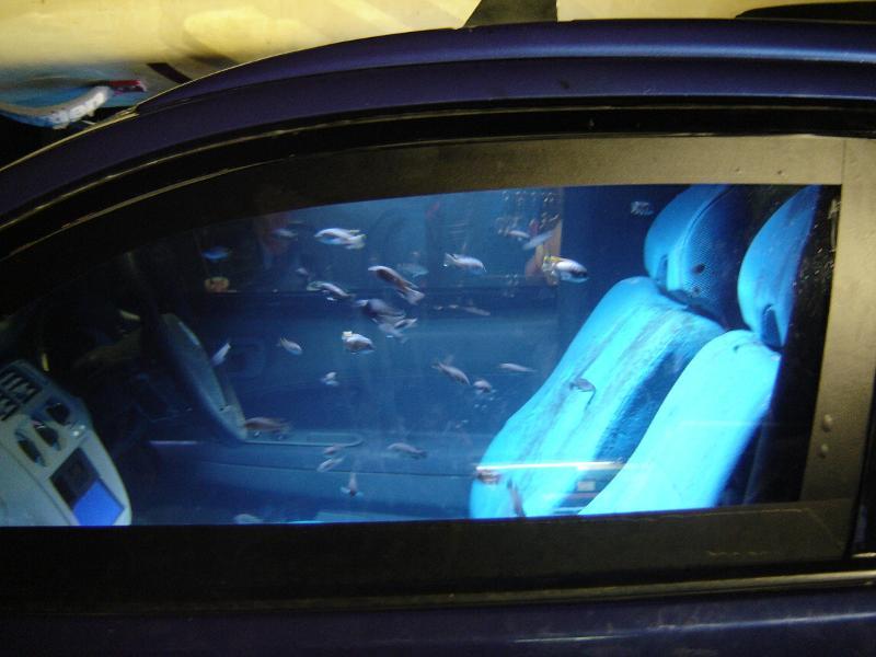 Weird and Amazing Fish live in the car