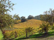 Suisun Valley vineyard