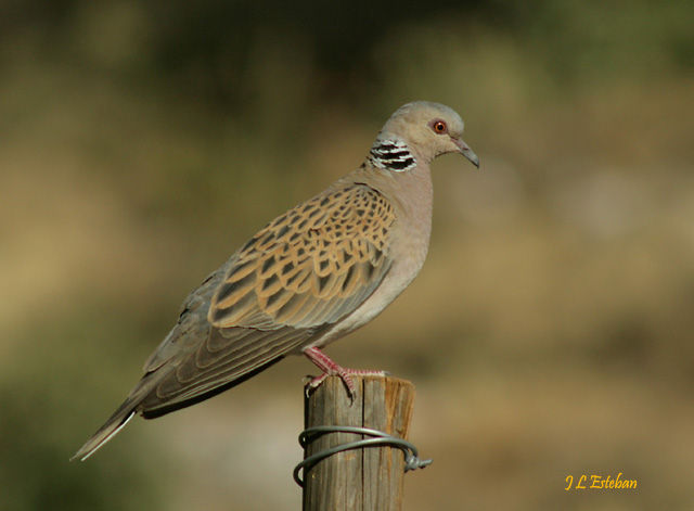 AVES DE ILLORA