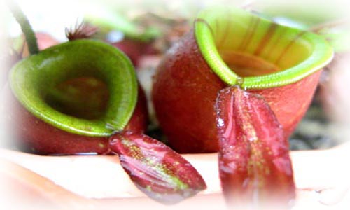Carnivorous Plants Heaven