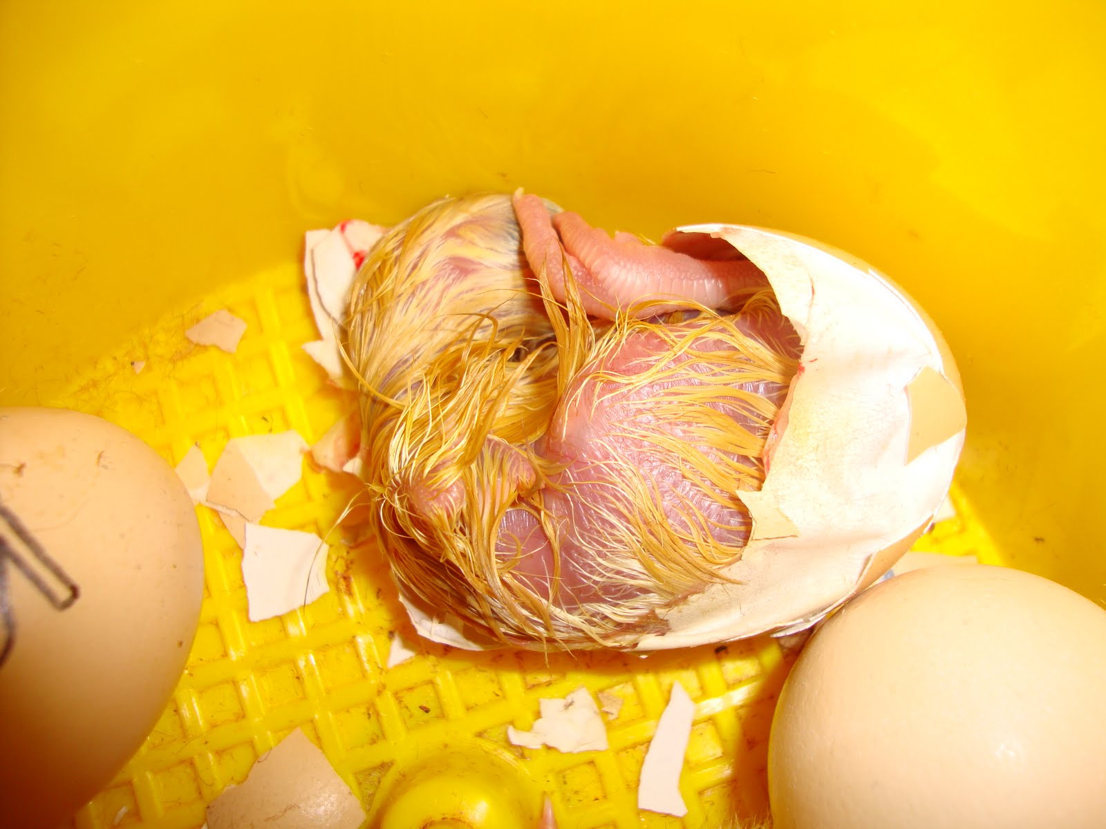 Фото развития цыпленка. Курица высиживает яйца. Яйцо цыпленок. Курица с яйцами.
