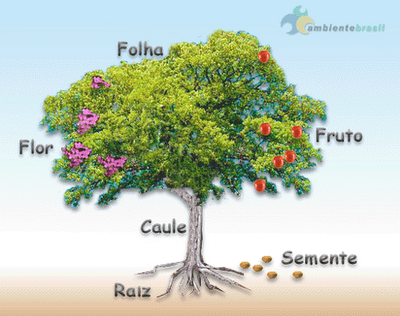Amigos do Planeta Terra: Partes da árvore
