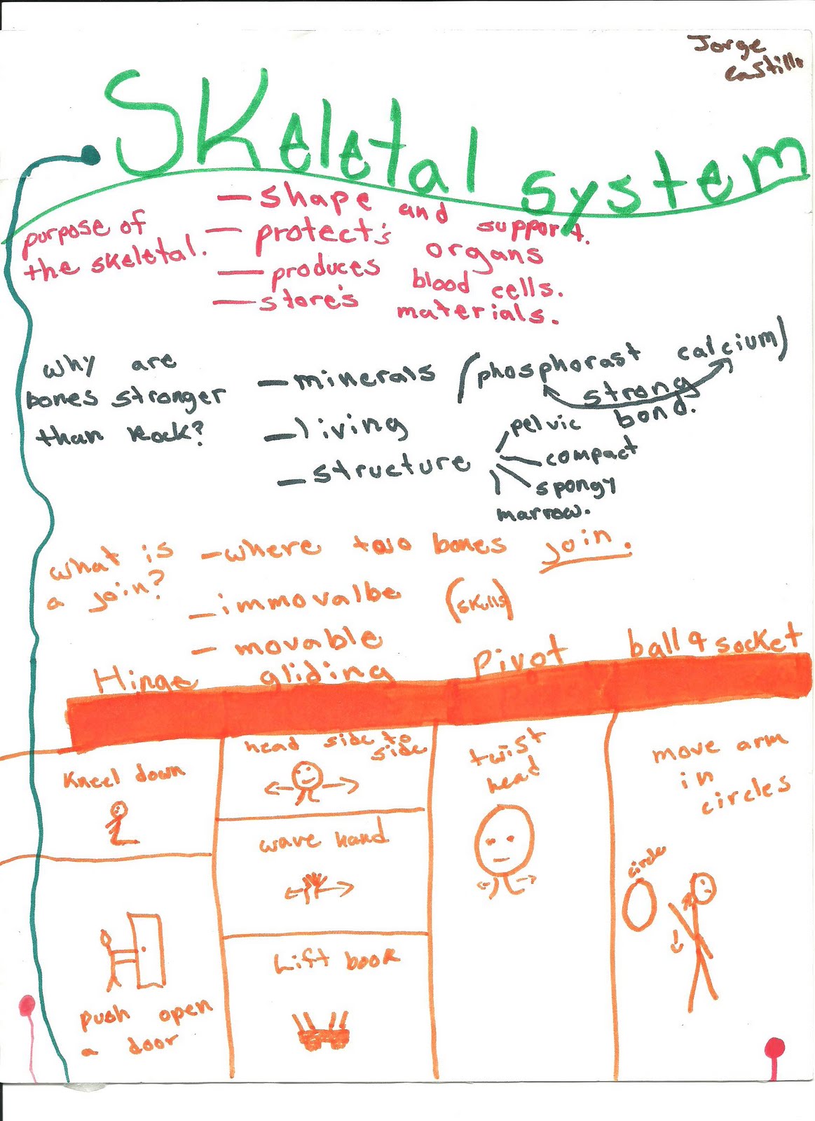 Mr Schriner Science: Skeletal System MindMap