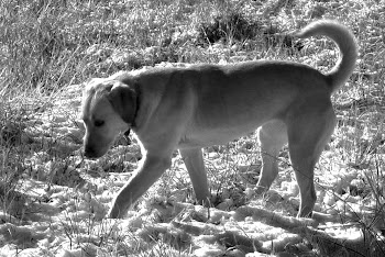 Duchess