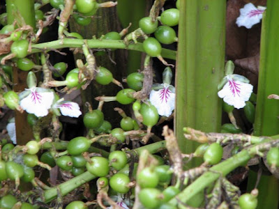 http://4.bp.blogspot.com/__tJ1f7B7x98/SYvhl8eXgnI/AAAAAAAABQo/mqJZTUB3Ee8/s400/Blossom+of+the+cardamom+plant.JPG