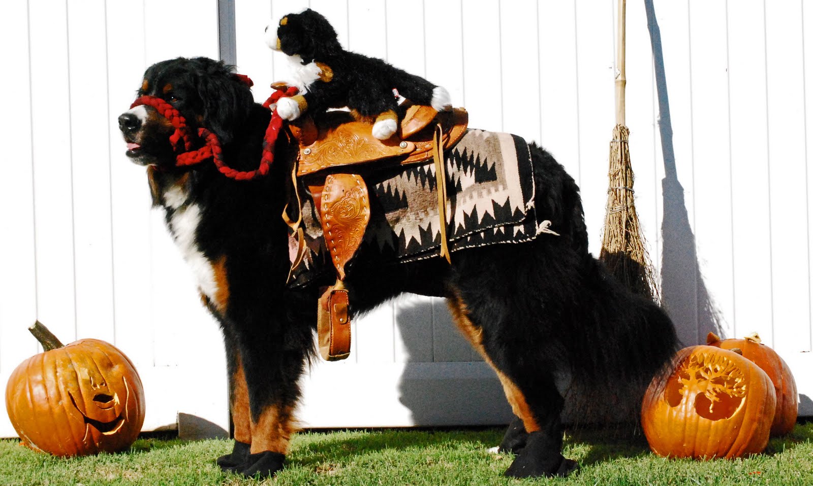 Kaibab Bernese Mountain Dogs Yea Maddie and Happy Halloween