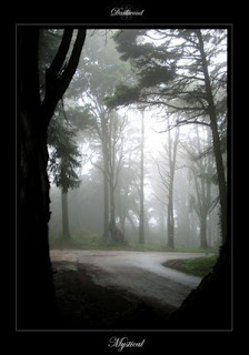 Лес в туманной дымке.