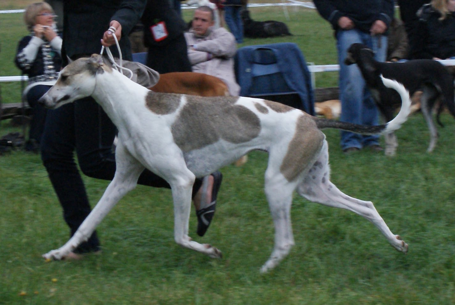 венге́рская борза́я, мадья́р-ага́р. мадьяр агар порода собак. мадьяр-агар борзая. венгерская борзая 4 буквы. мадьяр агар венгерская борзая.