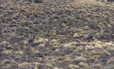 rhea pennata or Patagonian ñandu