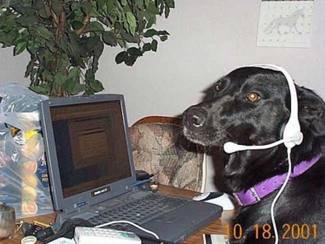 Animals Using Computer
