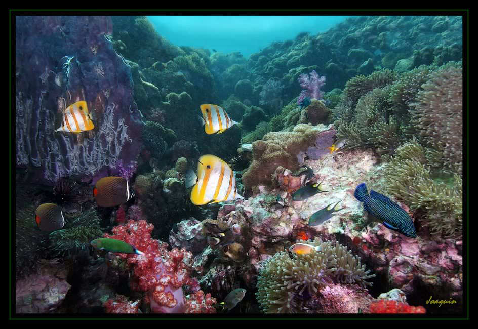 Phuket Thailand Underwater