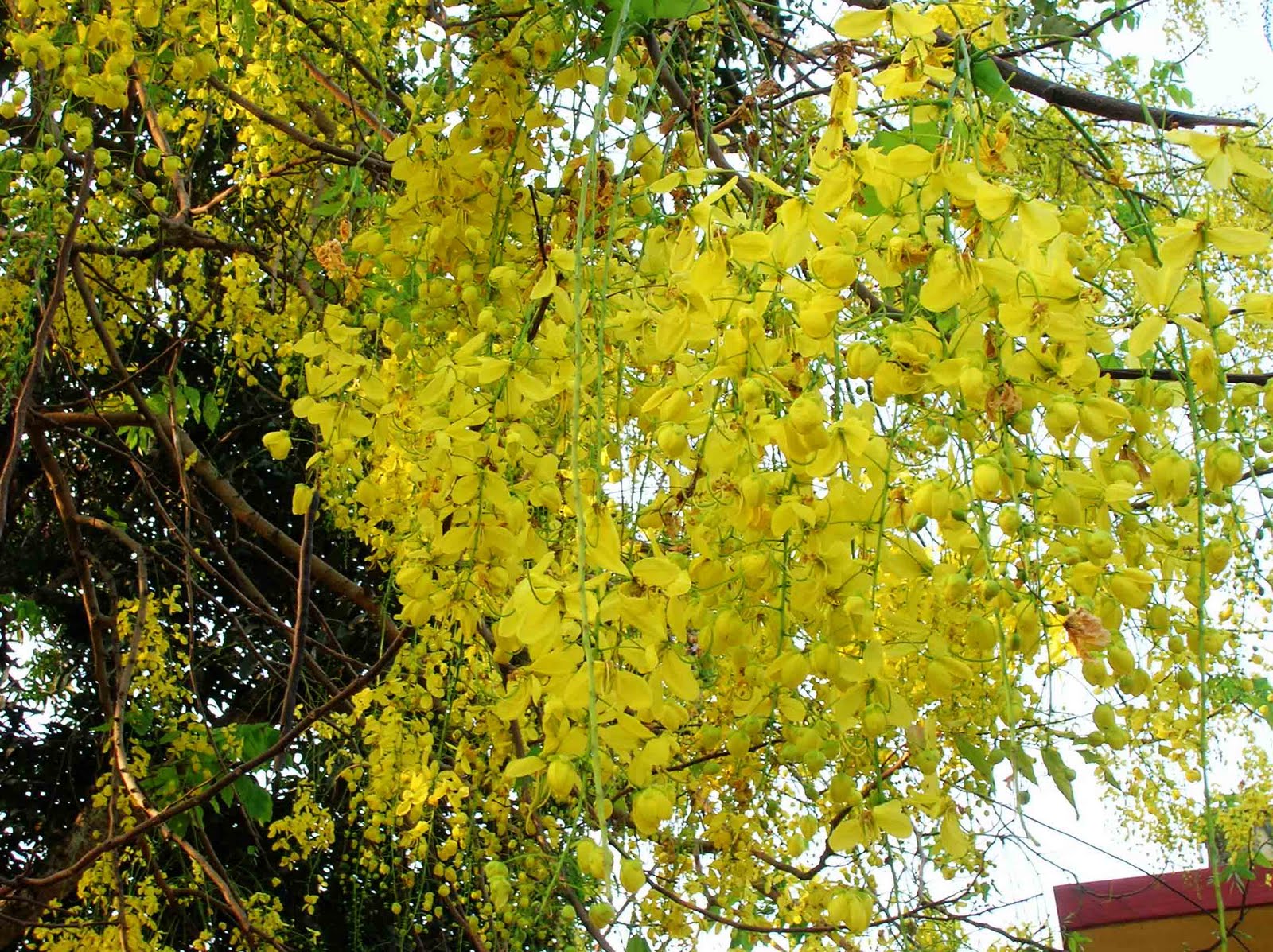 The Urban Gardener Summer Sherbet Mumbai S Flowering Trees Summer Sherbet Mumbai S Flowering Trees
