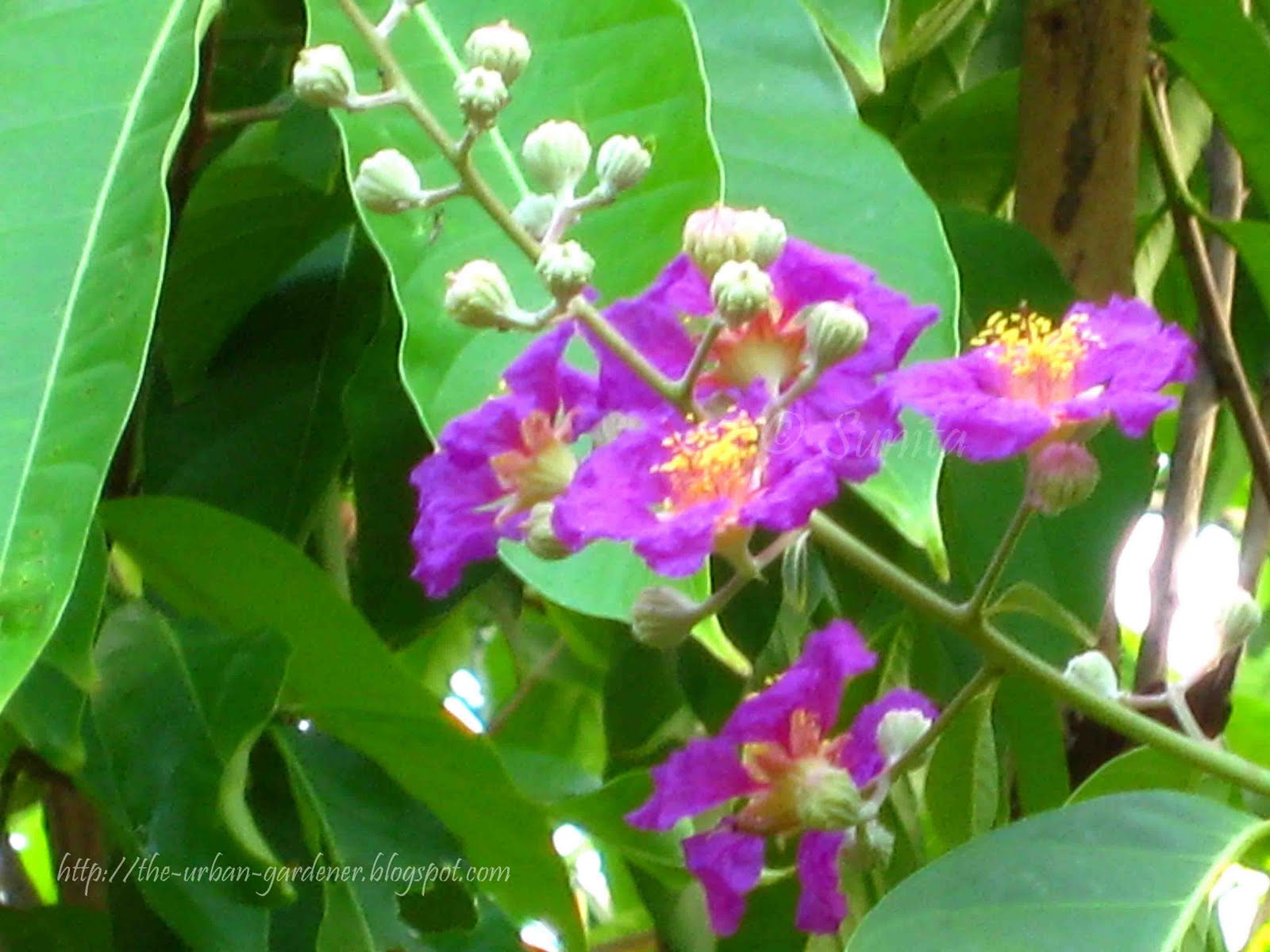 The Urban Gardener Summer sherbet Mumbai's flowering trees