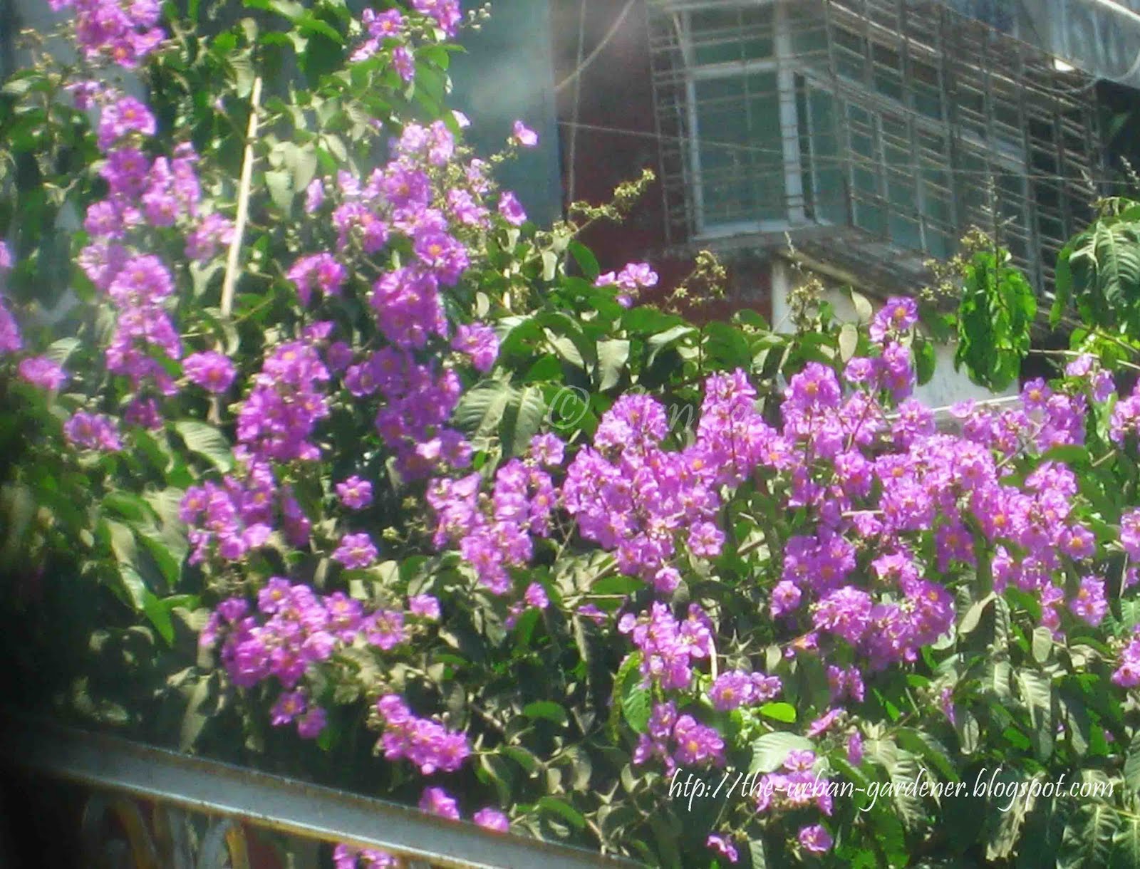 The Urban Gardener Summer sherbet Mumbai's flowering trees