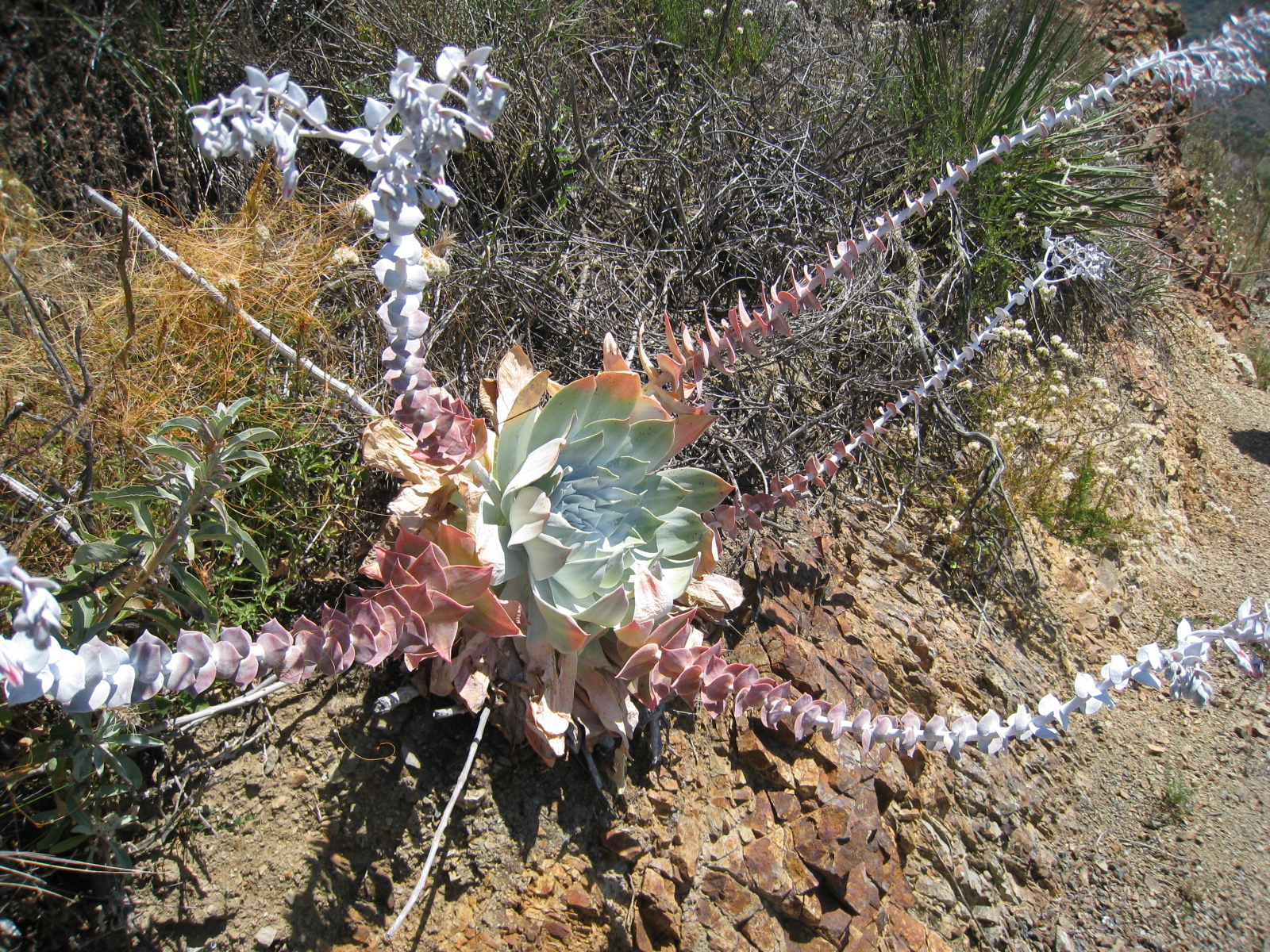 Orange County Native Plant Information (Part 2)