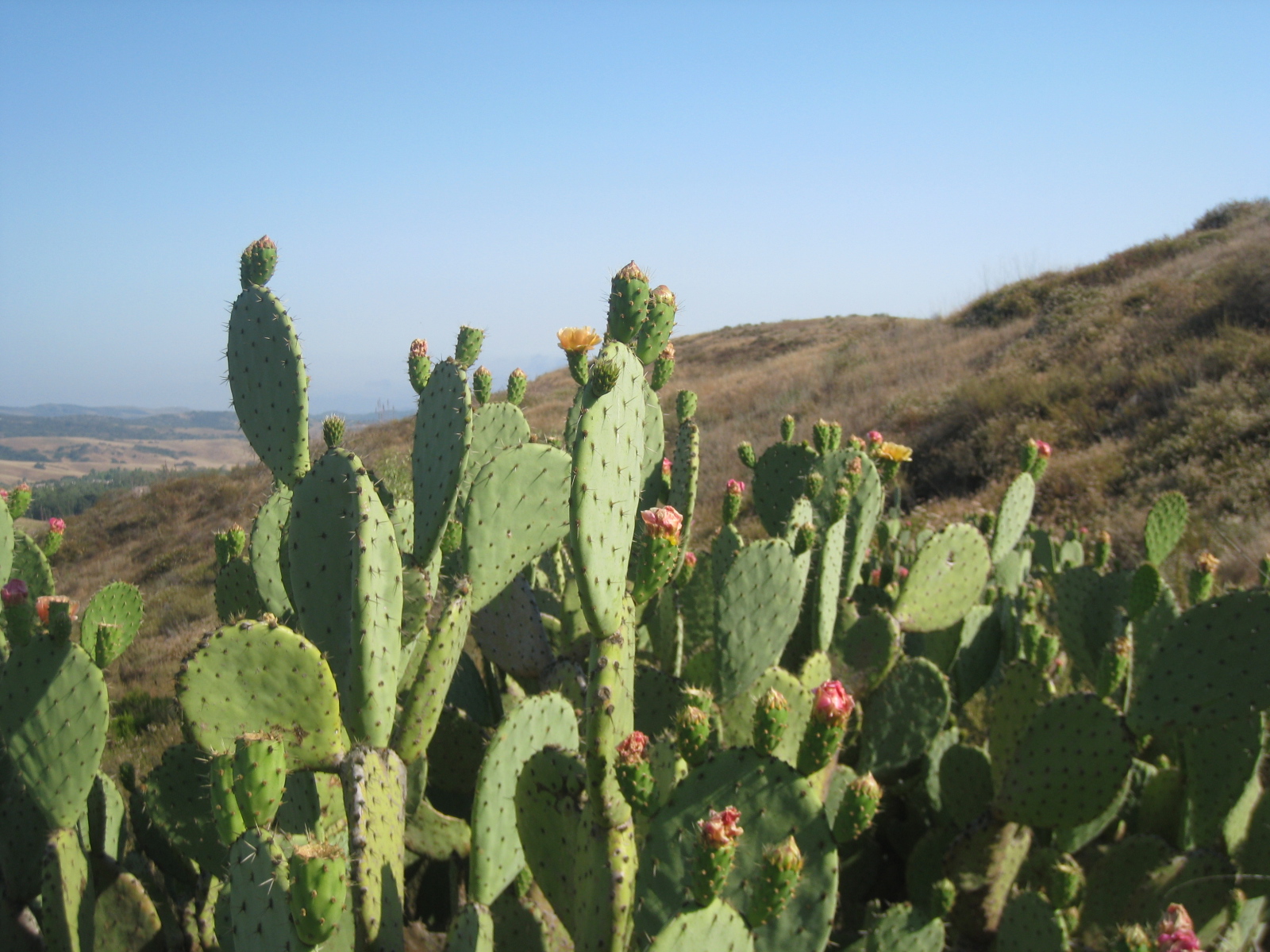 Orange County Native Plant Information (Part 2)