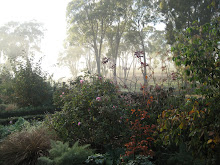 A misty Autumn shot of our garden