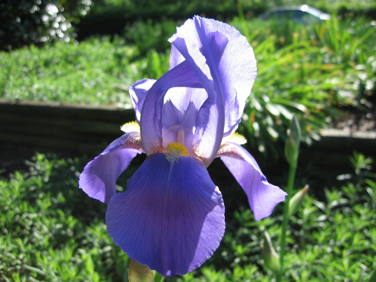 [LIght+Purple+iris.jpg]