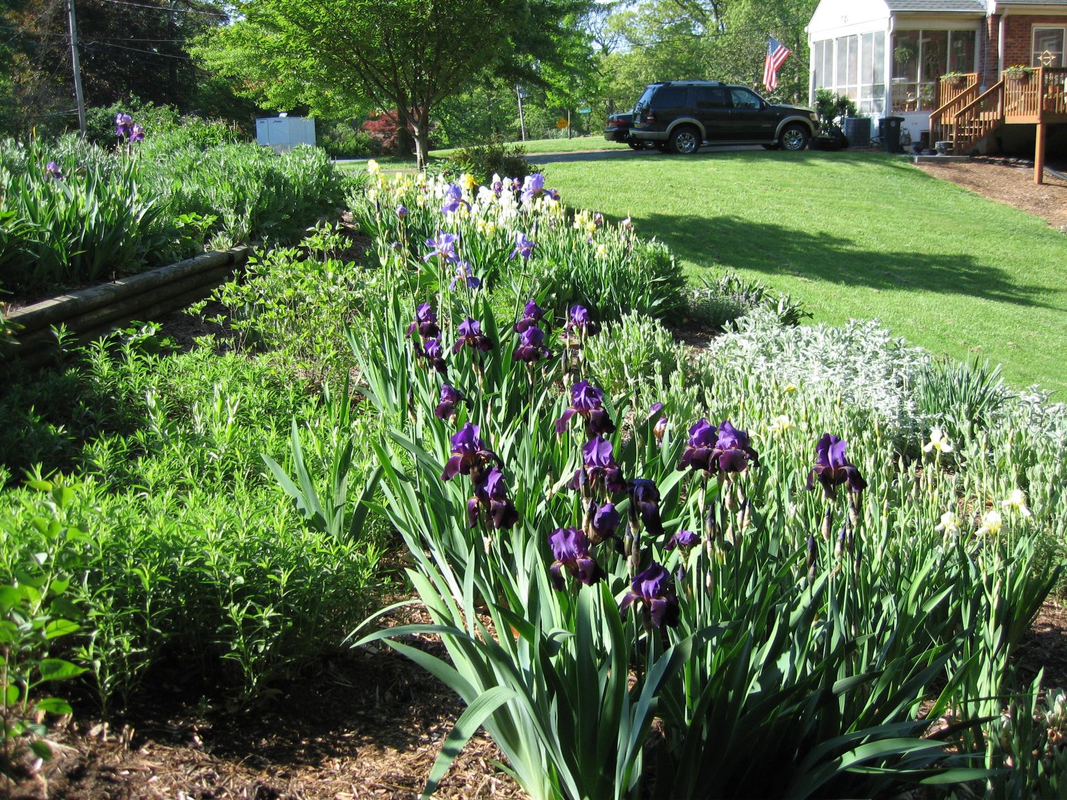 [Iris.jpg]
