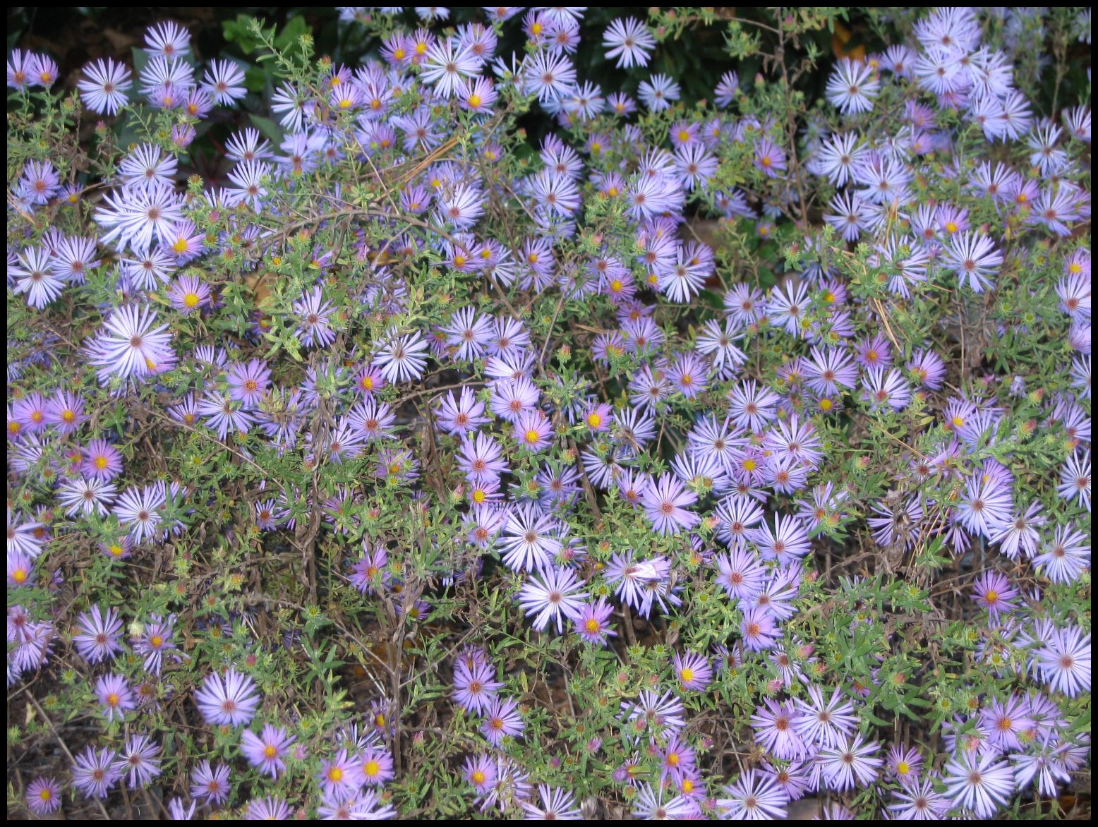 [aster.jpg]