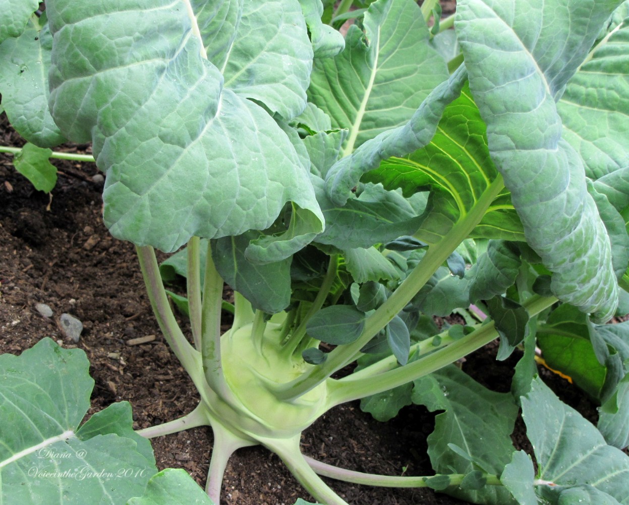 Voice In The Garden: Kohlrabi, Saute, and CA Quail