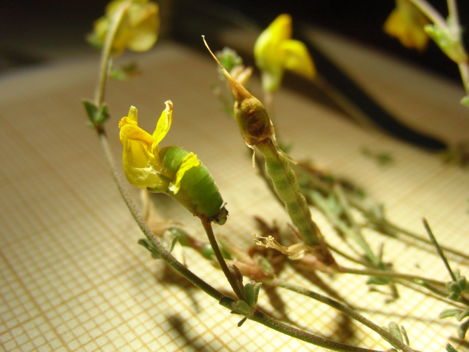 CANARIAS HISTORIAS NATURALES. 107. El lotus de las colinas de Las