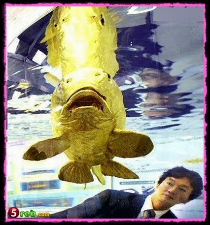 Mr.Pegasus: Ikan Emas yang betul-betul dari emas tulen