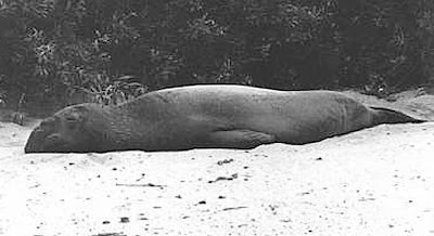 The White River Monster – or possibly an elephant seal – basks on a river beach.