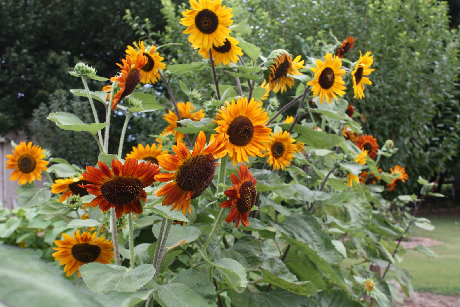 It's Sunflower Season