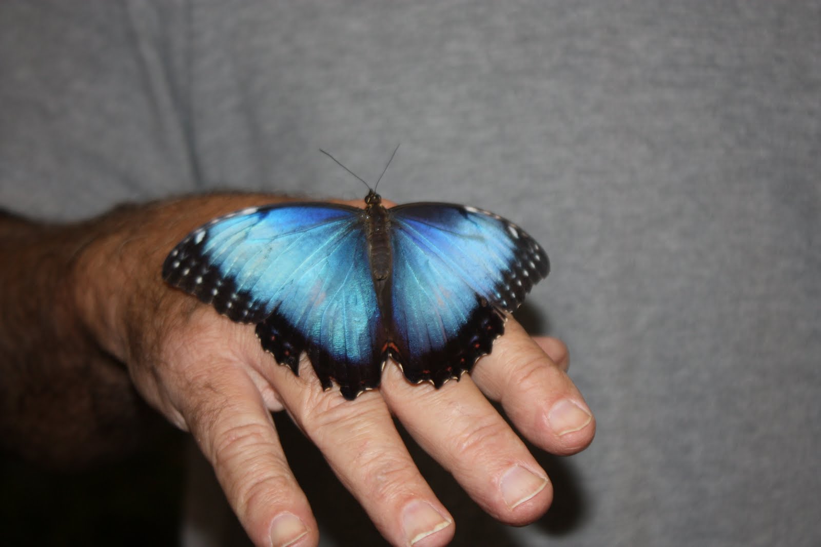 Butterfly House at the Tulsa Fair