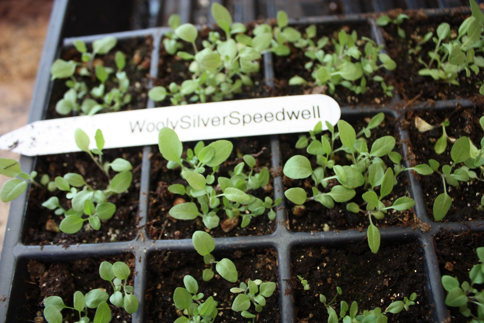 Seedlings of Veronica Birds Eye and Wooly Silver Speedwell