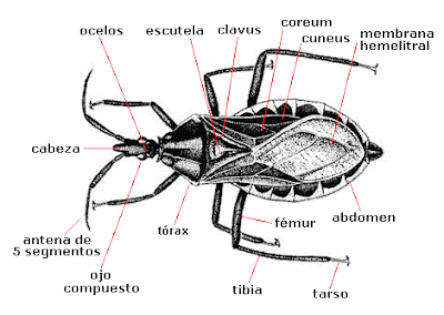 picadura de insecto triatomino picadura de insecto triatomino