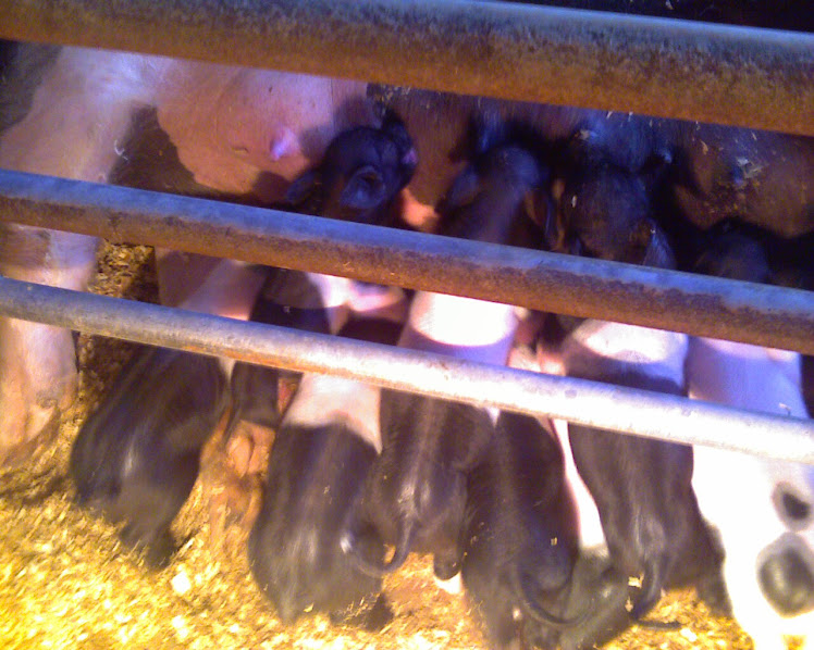Smith Show Pigs: Box Elder County Fair