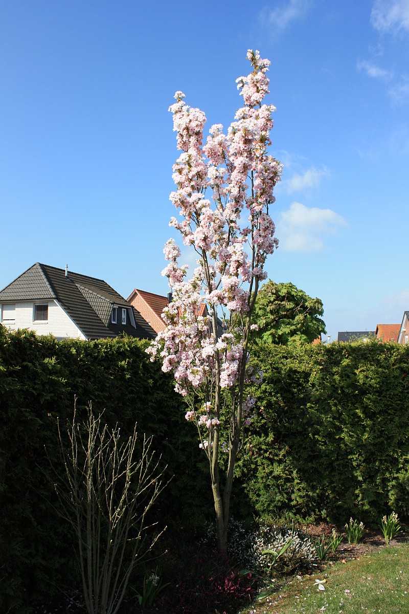 Karsten&amp;#39;s Blog: Prunus serrulata `Amanogawa`- Säulenförmige Zierkirsche ...