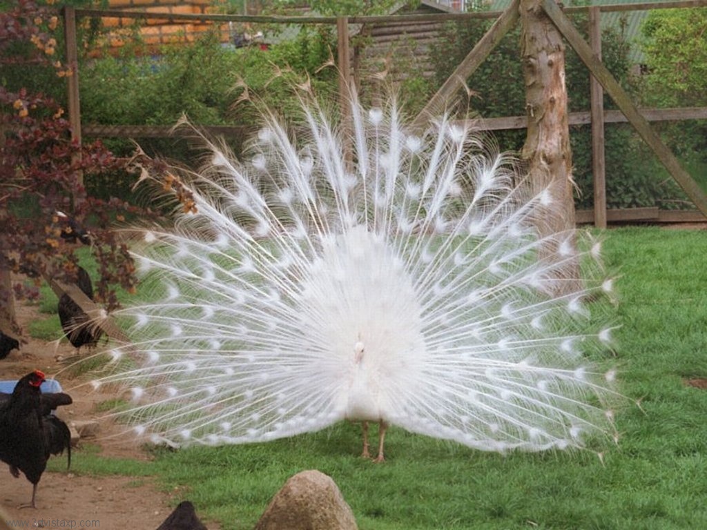[2267_White_Feathers_2.jpg]