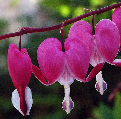 Wallpaper collection: Bleeding heart wallpaper