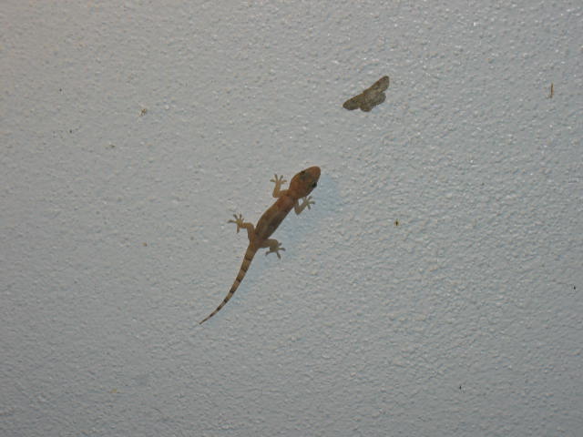 [Young+gecko+eyeing+a+small+moth.JPG]