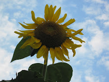 BRIANNA'S SUNFLOWERS