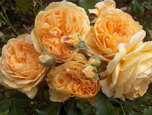 Crown Princess Margarehte Austinros