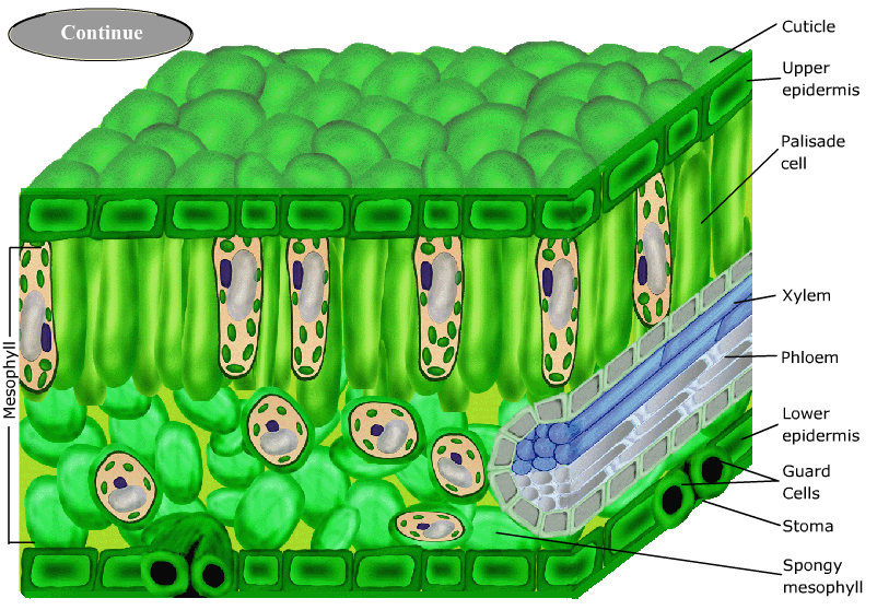 photosynthesis processed.swf / proses fotosintesis.swf Kreatifa Media