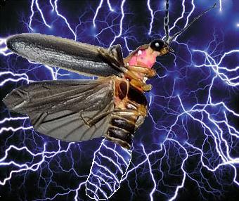[lightningbug.JPG]