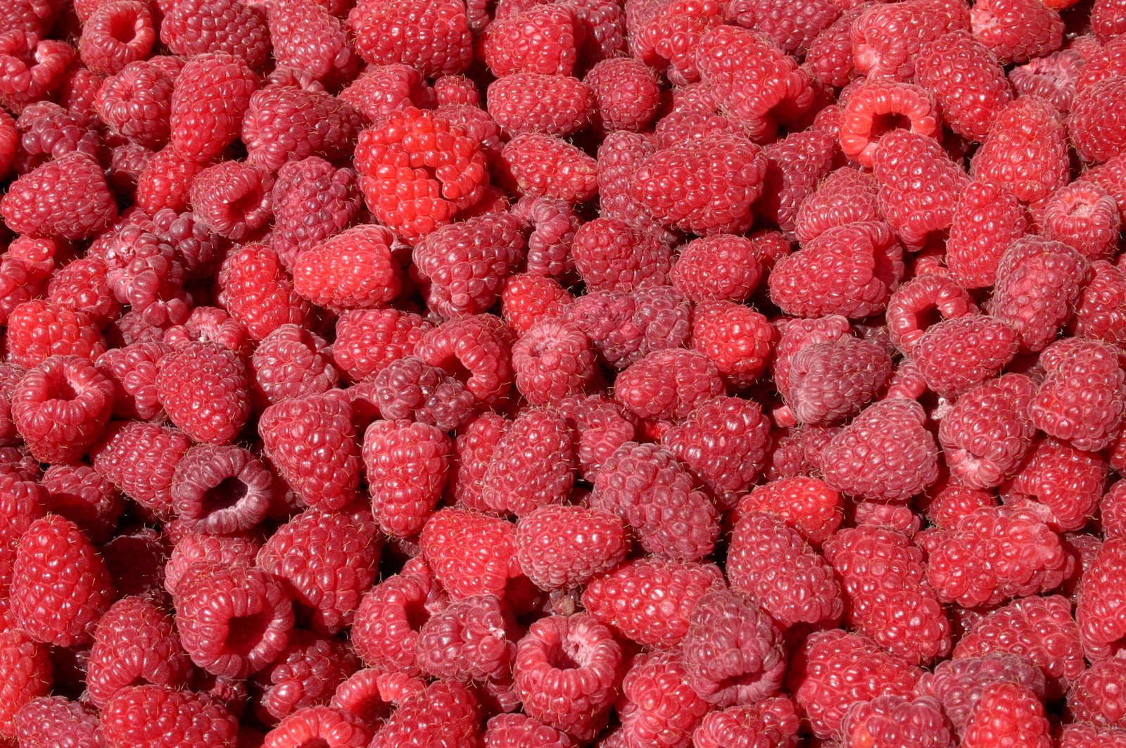 [raspberries.jpg]