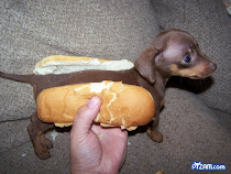 Funny weiner dog!