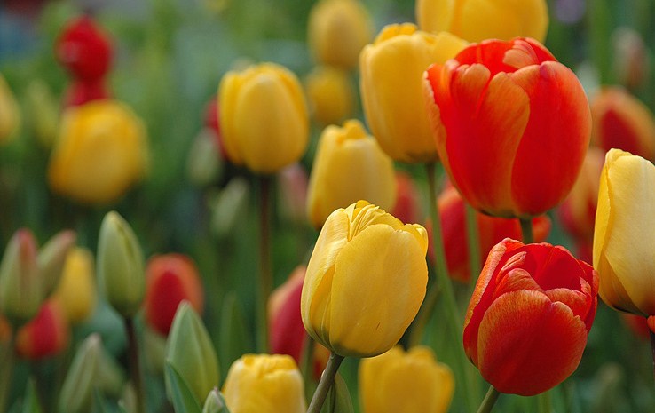 Los tulipanes ≈ღFondos De Pantalla y Mucho Másღ≈: Imágenes de flores - Tulipanes