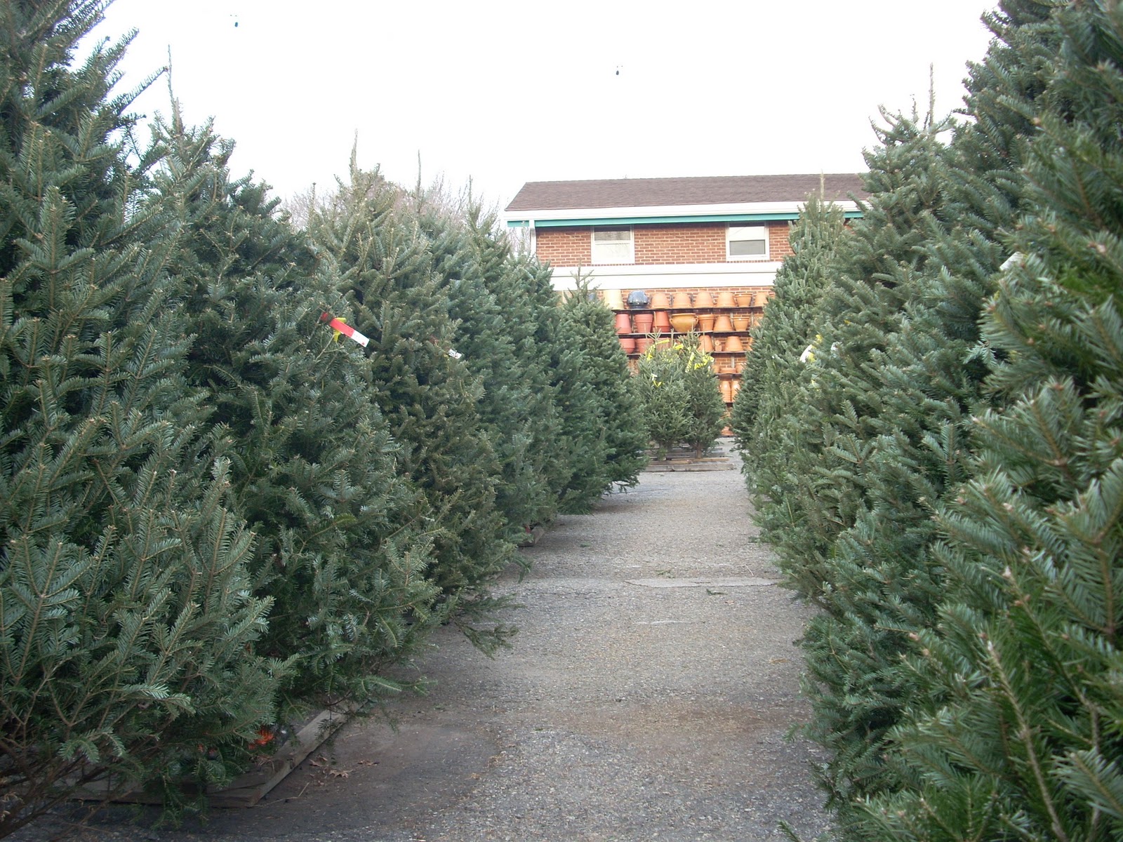 Mom to Mom Motherhood, Madness & Merlot by Ann Meyers Piccirillo WHERE TO BUY CHRISTMAS TREES