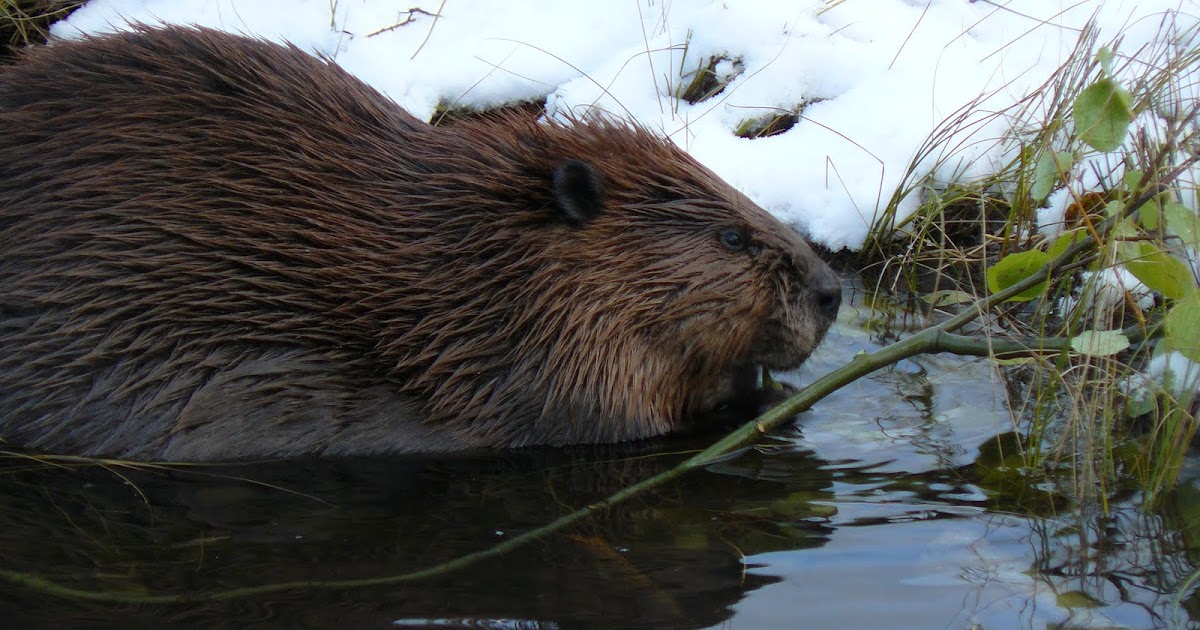 Beaver Boardwalk Blog Do Beavers Eat Wood?