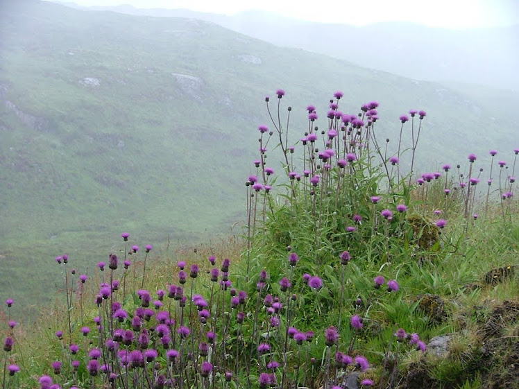 Thistles in the mist